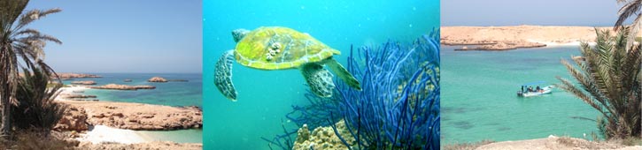 Plongée dans les îles daymaniyat avec des forfaits plongée daymaniyat Oman
